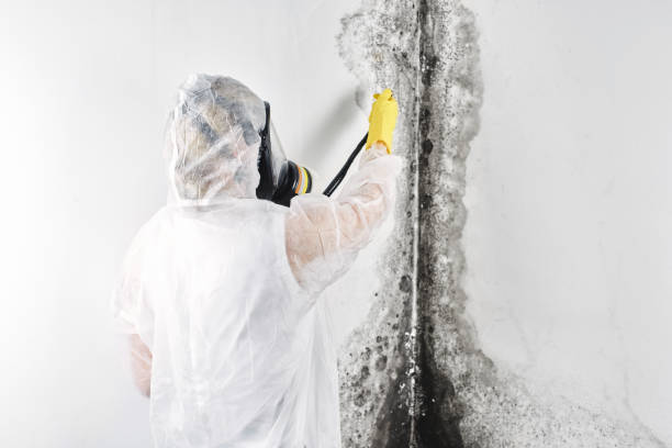 Best Water damage contractors near me  in USA